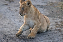 A Young Lion Uses Its Front Paws And Legs To Brace Itself As It Lays Down