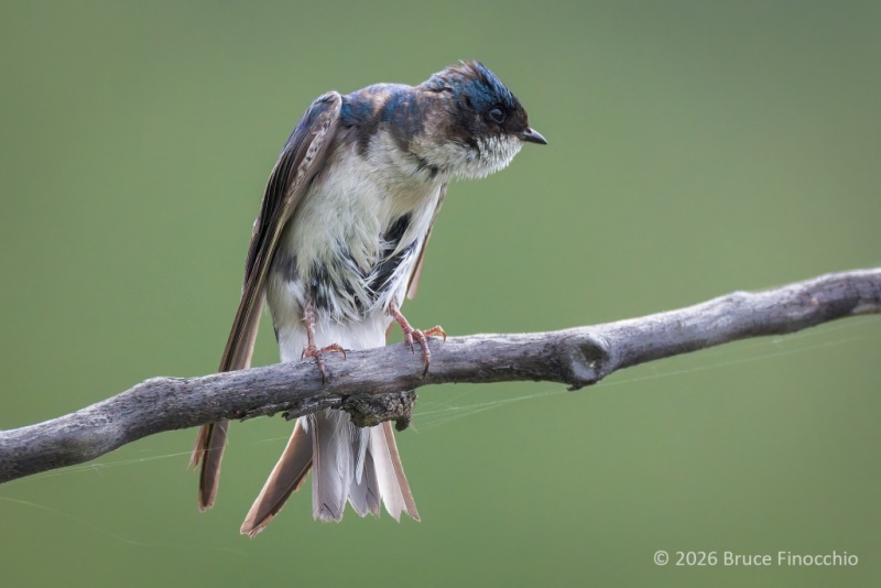 A Perched Young Tree Swallow Fledgling With Adult Feathers Coming In