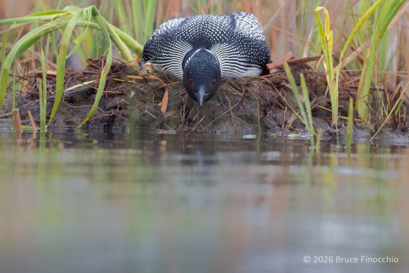 Common Loon On A Mud Packed Nest Peers Over The Edge