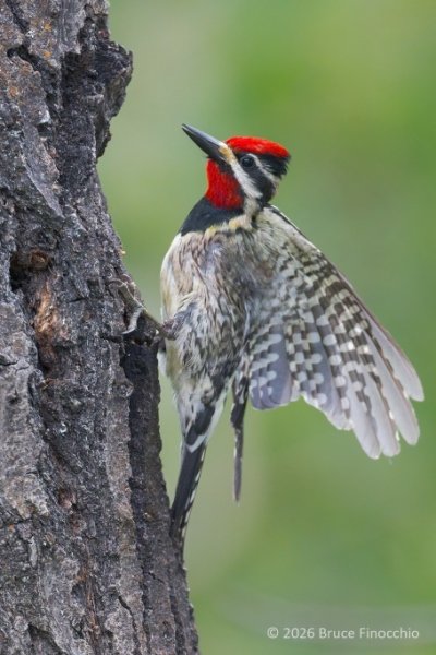 Male Red-naped Sapsucker Flutters Wing While Perched On The Bark Of A Tree Trunk