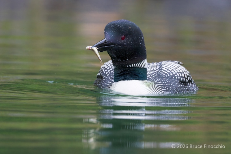 A Common Loon With A Very Small Fish In Its Beak