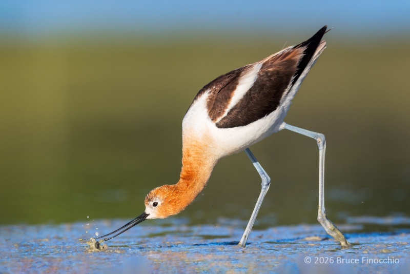 A Female American Avocet Scything The Shallow Water To Feed On Small Invertebrates And Crustaceans