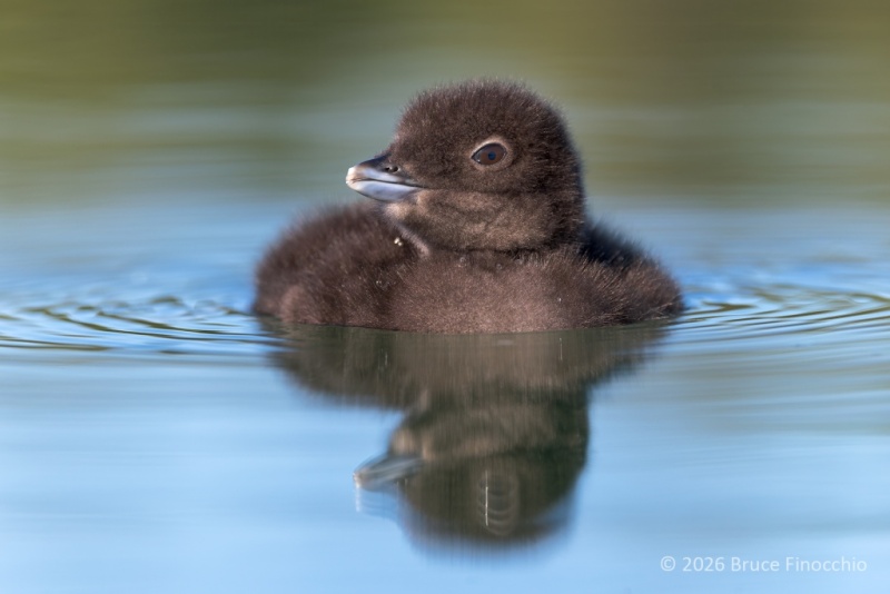 A Fuzzy Common Loon Chick Floating On Lake Waters