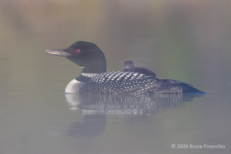 A Light Mist Envelops Common Loon And Her Chick As It Rides On Her Back