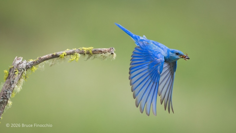 A Male Mountain Bluebird With Bugs In Its Beak Flies Off A Perch