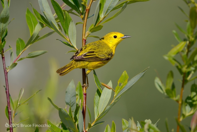 A Male Yellow Warbler Perched On Willow Branch