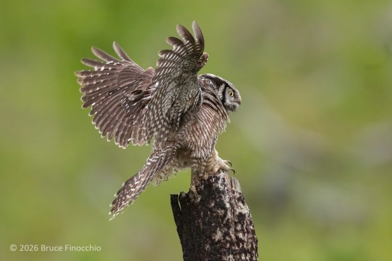 A Northern Hawk Owl Landing On A Burnt And Broke Tree Trunk