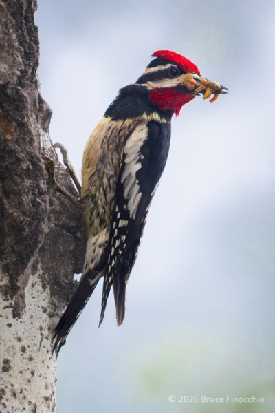 A Perched Male Red-naped Sapsucker With Grubs In His Beak