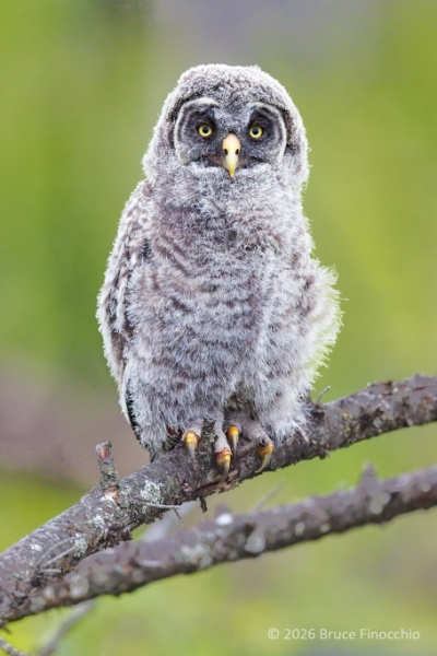 A Perched Portrait Of A Recent Fledged Great Gray Owl Chick