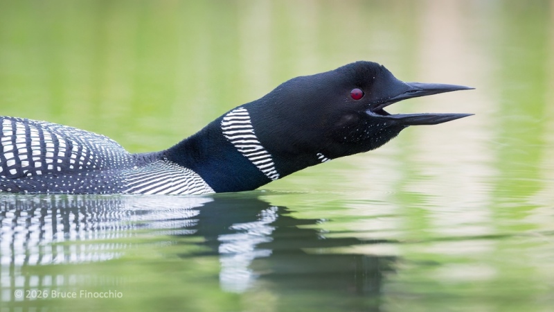 A Portrait Of A Common Loon Calling Its Eerie And Haunting Song