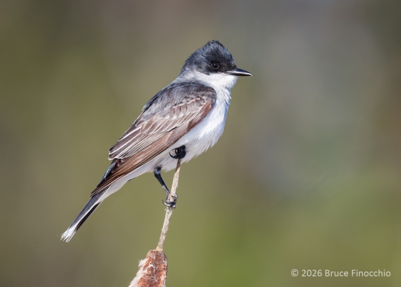 A Portrait Of A Perched Eastern Kingbird On The Tip Of A Cattail