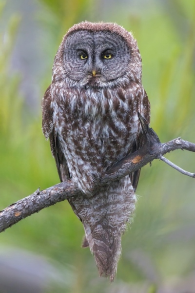 A Portrait Of A Perched Female Great Great Owl