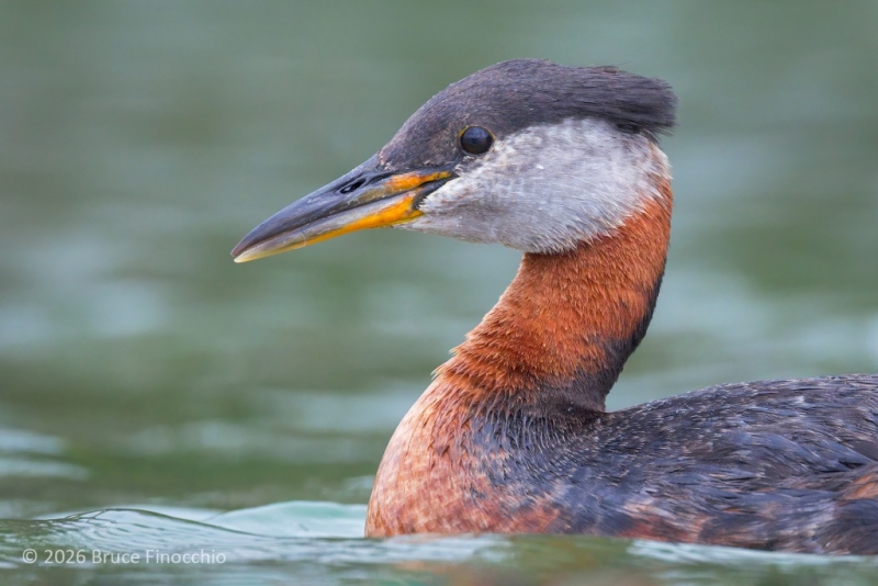 A Portrait Of A Swimming Red-necked Grebe