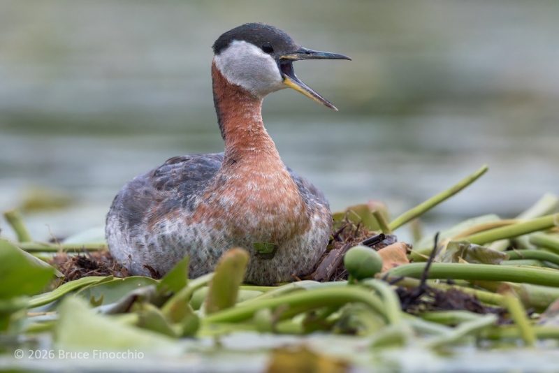 A Red-necked Grebe Calls Out From A Nest Made Of Yellow Pond-lilly