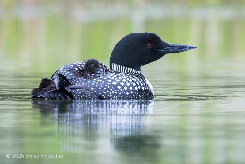 A Very Young Common Loon Chick Riding On Parent's Back And Partially Under Wing For Protection