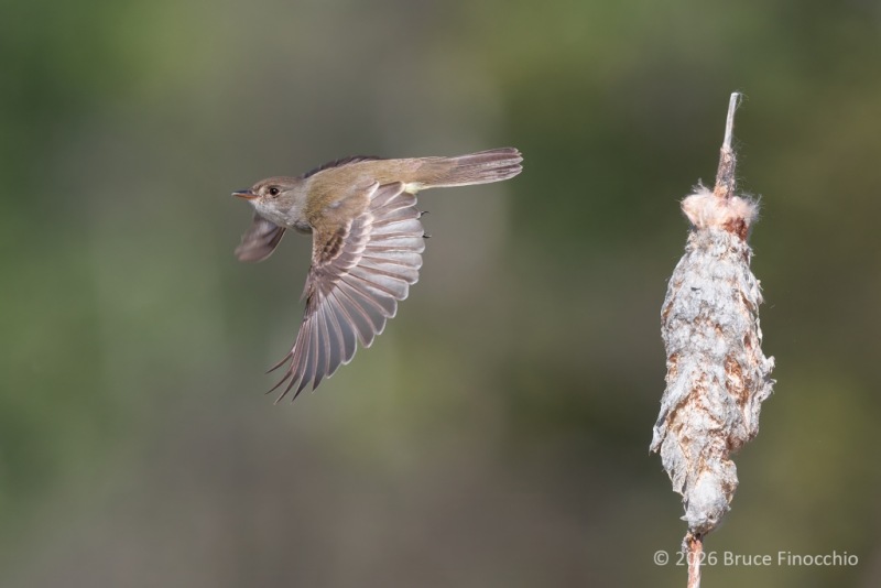 A Willow Flycatcher With Wings Down Flies Off  The Top Of A Dried Cattail