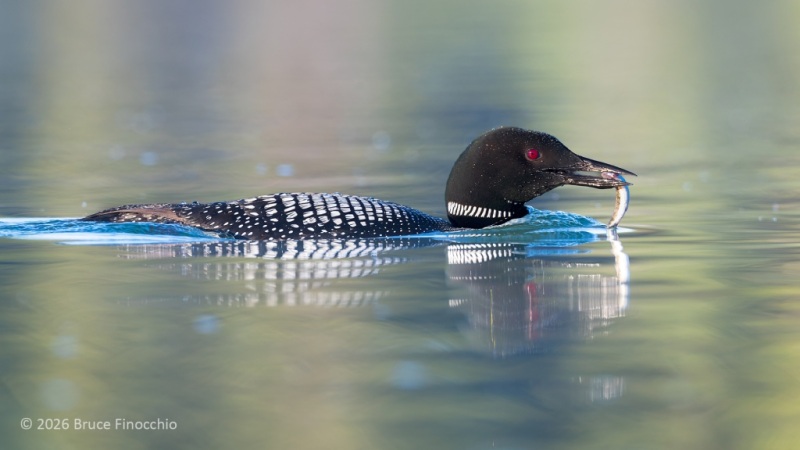 An Adult Common Loon Carries A Caught Minnow In Its Beak Back To Feed Chick