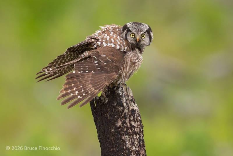 An Intense Male Northern Hawk Owl Perched On A Burnt Pine Trunk