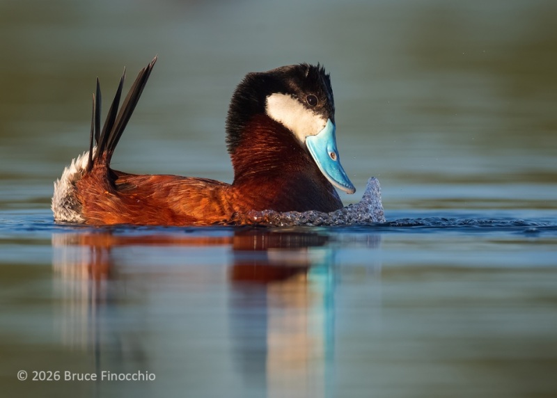 As Part Of A Breeding Ritual, A Male Ruddy Duck Forces Air Out of Its Chest Feathers Creating Bubbles Design To Attract A Mate