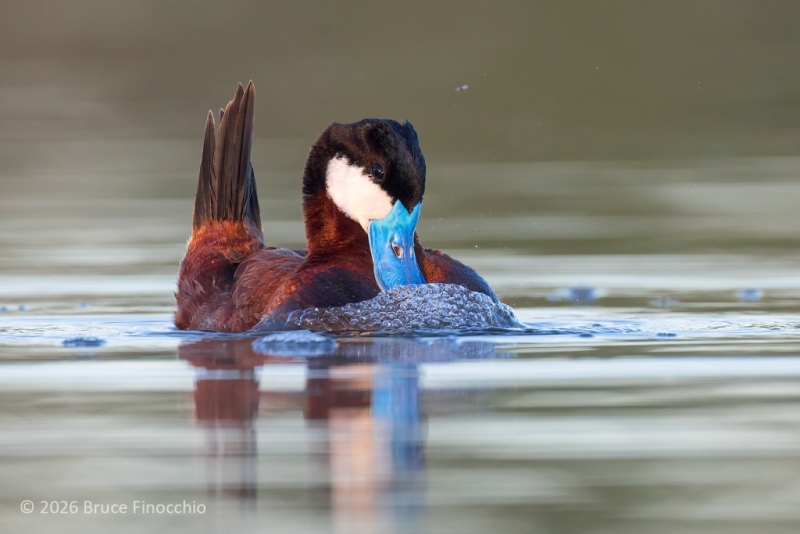 As Part Of Mating Behavior, A Male Ruddy Duck Blows Bubbles From His Chest Feathers