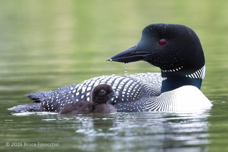 As Water Drips, An Adult Common Loon With Tiny Fish In Her Beak For Young Chick