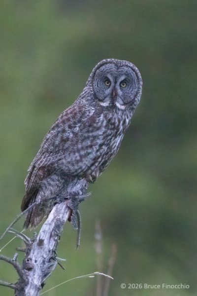 At Twilight, A Portrait Of A Male Great Gray Owl Perched On A Weathered Old Branch