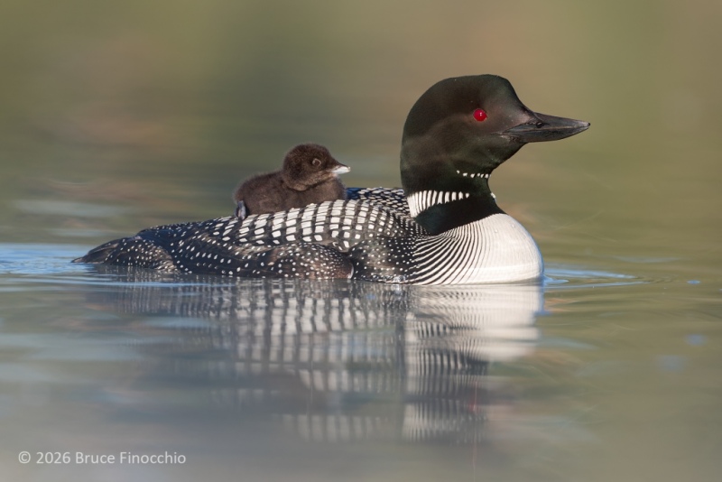 Common Loon Chick Riding The Back Of Its Parent