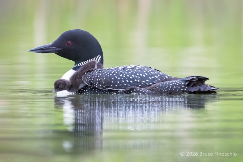 Common Loon Chick Slides Off The Back Of The Parent Into The Water