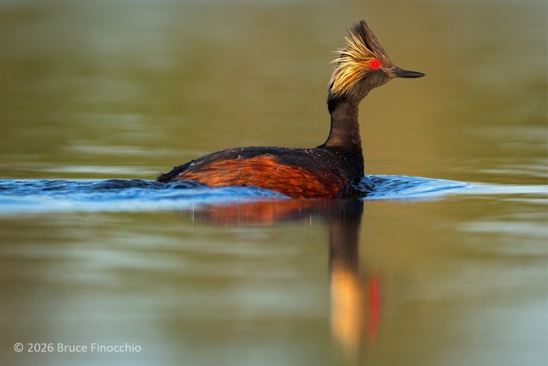 Eared Grebe In Breeding Plumage Swimming In A Small Pond