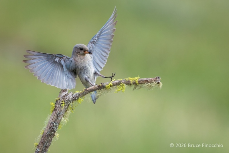 Female Mountain Bluebird Landing On Perch With Bugs In Her Beak