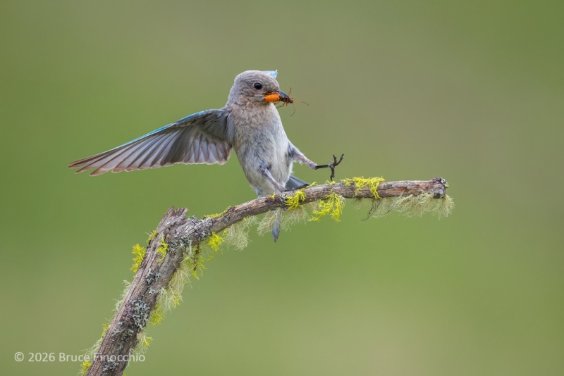 Female Mountain Bluebird With Beetle In Her Beak Landing On Perch