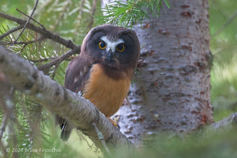 Fledgling Northern Saw-whet Owl Perched Deep In The Thick Branches Of A Lodgepole Pine Tree