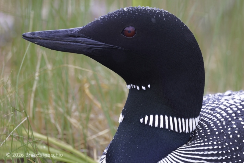 Head And Face Portrait Of An Adult Common Loon