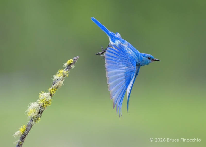 Male Mountain Bluebird Dives Off A Lichen Covered Branch With Wings Swept Downward