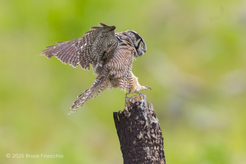 Male Northern Hawk Owl Landing  On A Burnt Pine Tree Trunk