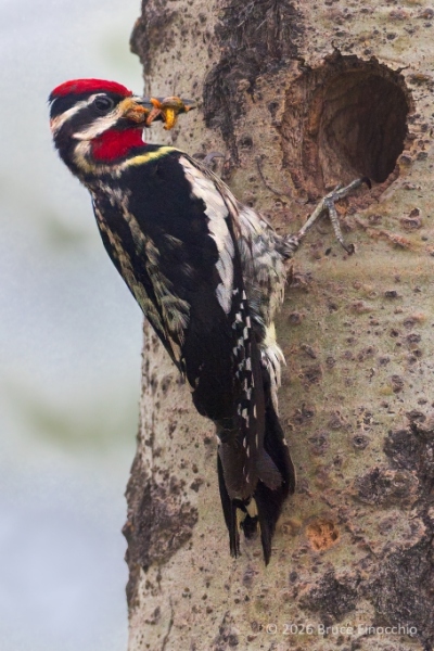Male Red-naped Sapsucker Brings Grubs To An Aspen Tree Trunk Nest Cavity