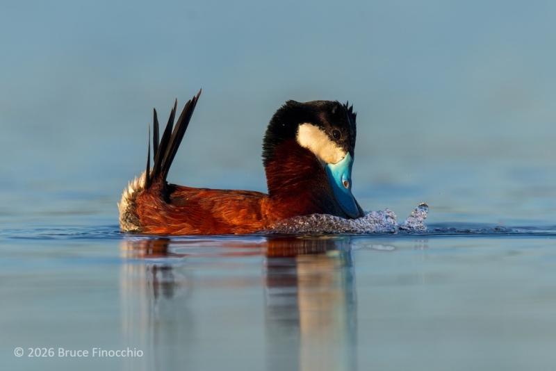 Male Ruddy Duck Beats Its Chest Creating Bubbles To Attract A Mate