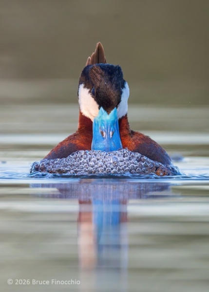Male Ruddy Duck Creating Bubbles To Attract A Mate