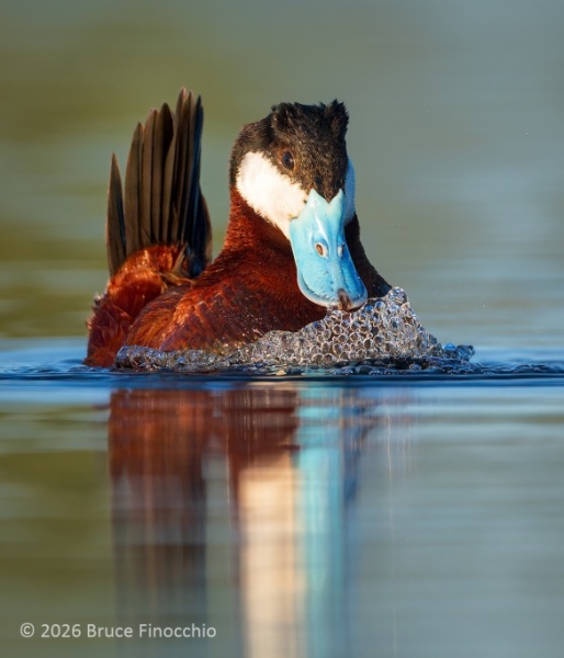 Male Ruddy Duck Pushing Air Through Its Breast Feathers Creating Bubbles In Mating Ritual
