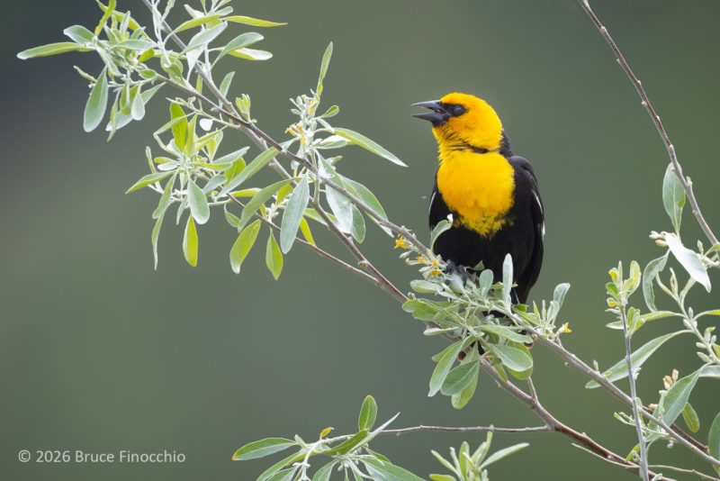 Male Yellow-headed Blackbird Calling Out Between The Branches