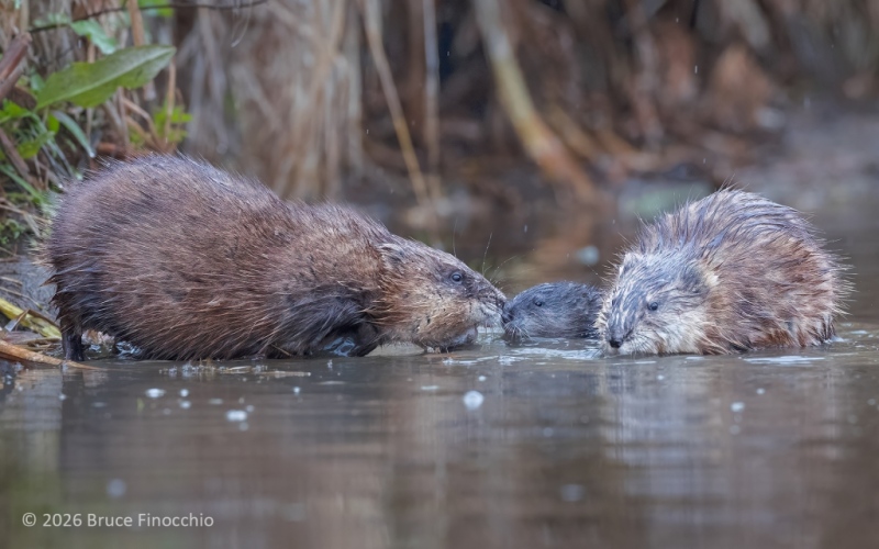 Muskrat Family With Muskrat Affection