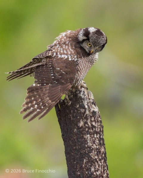 Northern Hawk Owl Peers Down Toward The Ground From A Burnt Pine Tree Trunk