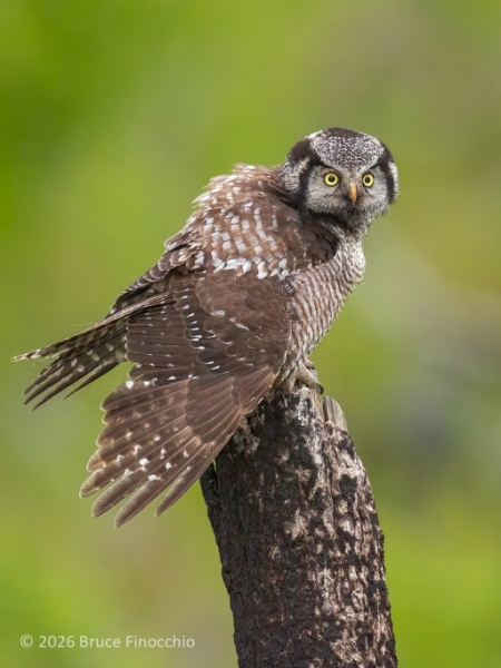 Northern Hawk Owl Stretches Wings On A Burnt And Broken Pine Tree Trunk