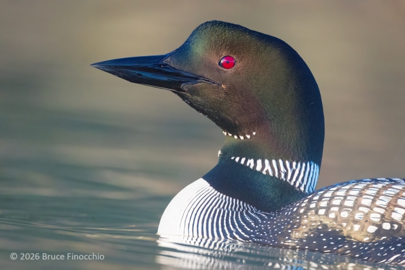 Portrait Of An Adult Common Loon