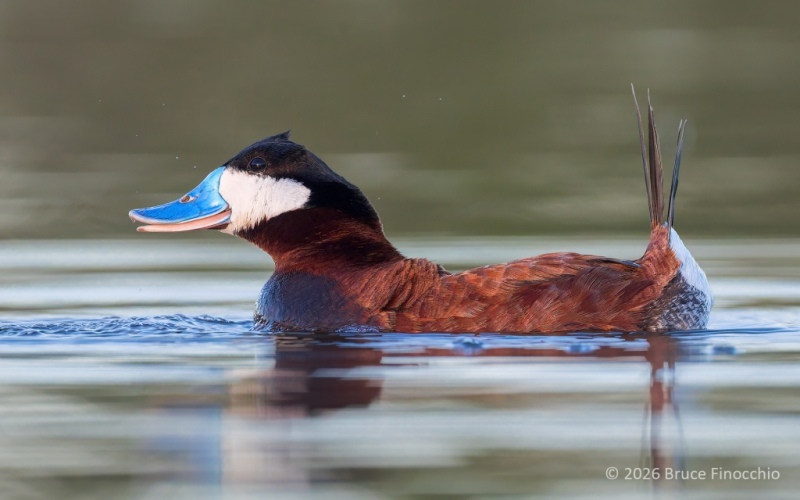Portrait Of An Expressive Male Ruddy Duck In Breeding Plumage