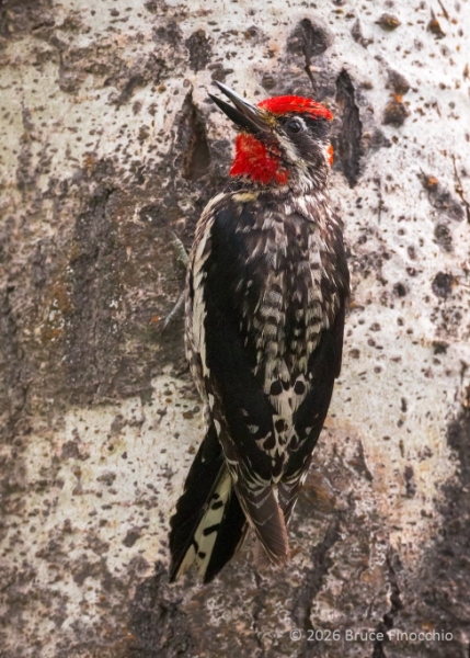 Red-naped Sapsucker Pauses In Its Drilling Into An Aspen Tree Trunk