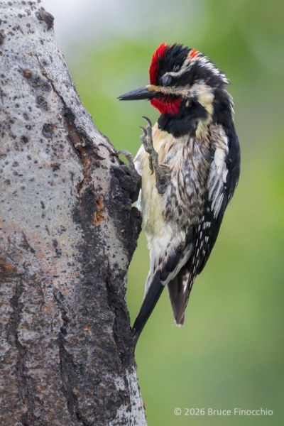 Red-naped Sapsucker Raises Claw and Shuts Eye In Preparation To Scratch Itself