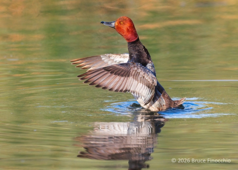 Redhead Duck Raises Out Of The Water To Stretch Its Wings