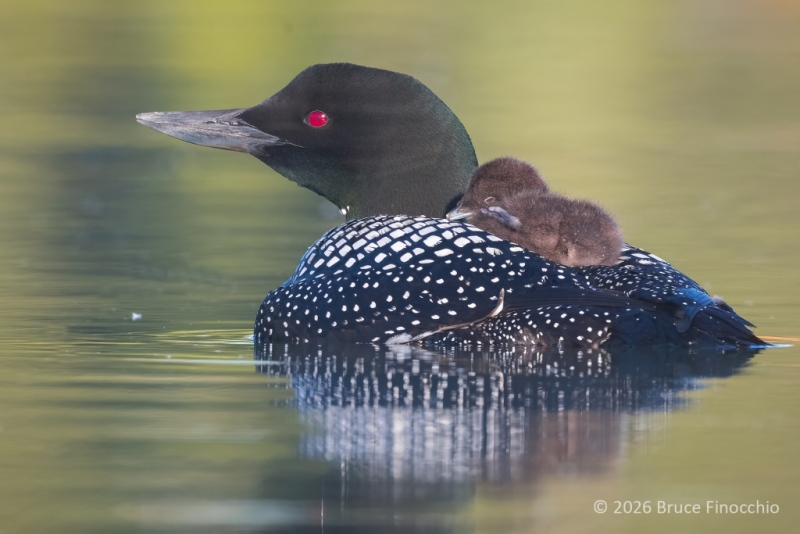 While Riding On Mother's Back, A Common Loon Chick Falls Asleep