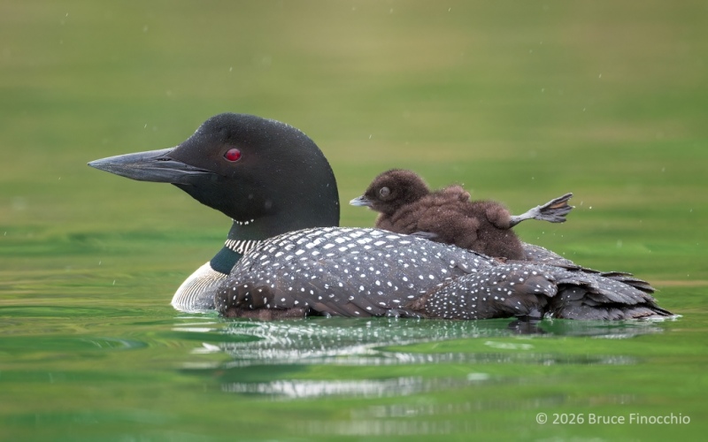 While Riding On Parent's Back, A Common Loon Chick Stretches It's Webbed Foot